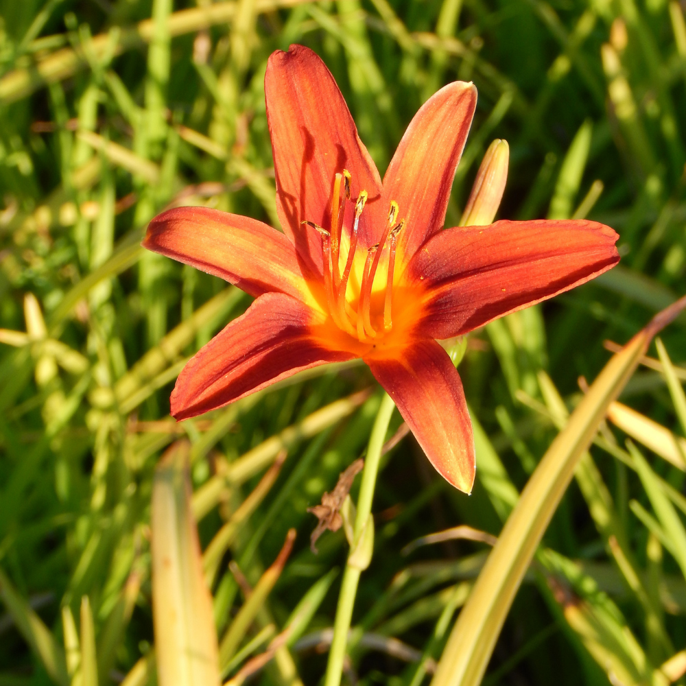 Hemerocalis fulva - Lis d'un jour