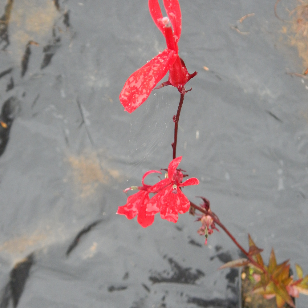 Lobelia Cardinalis -  Lobélie cardinale