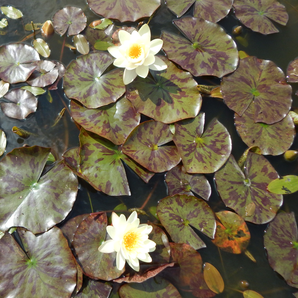 Nymphaea "Marliacea Chromatella" - Nénuphar