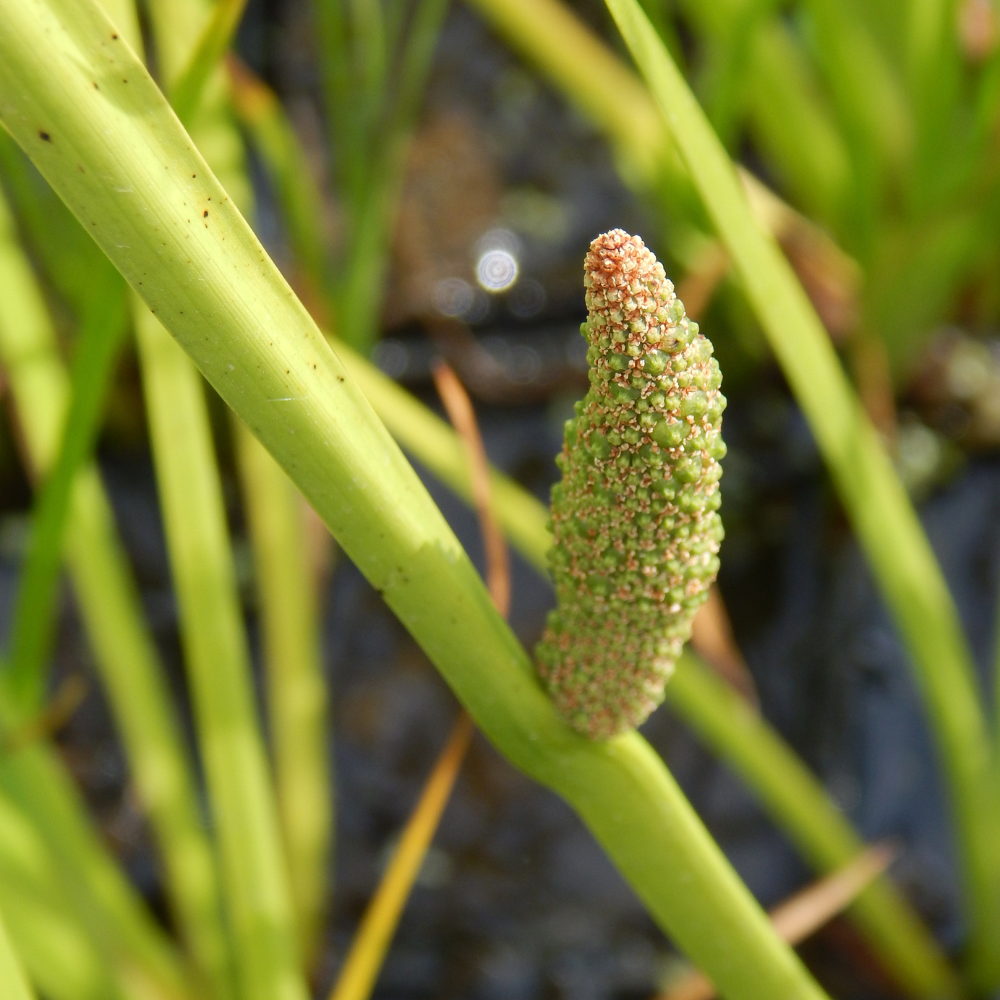 Acorus Calamus - Acore odorant