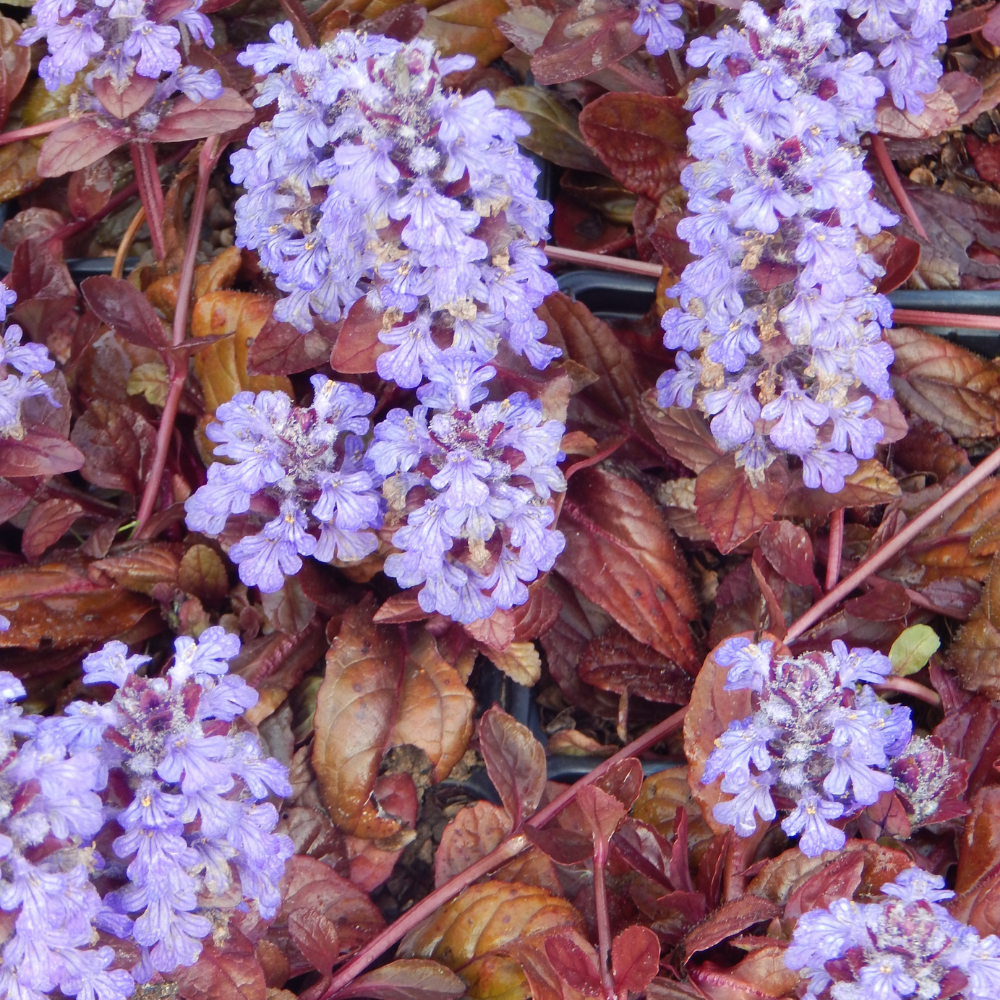 Ajuga reptans "Atropurpurea" - Bugle pourpre