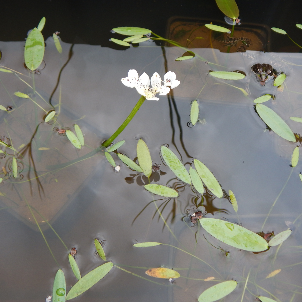 Aponogeton Distachyos - Vanille d'eau