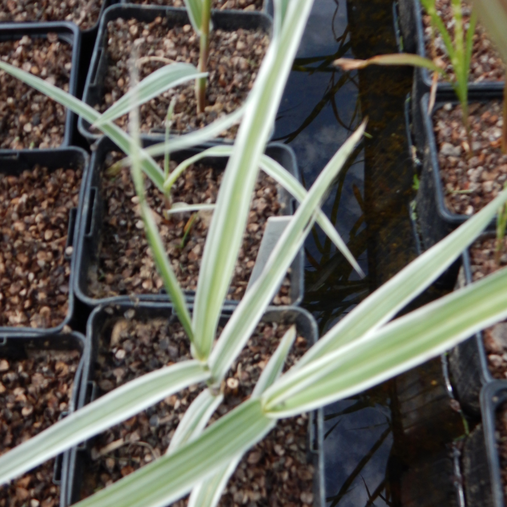 Arundo donax "Versicolor" - Canne de provence