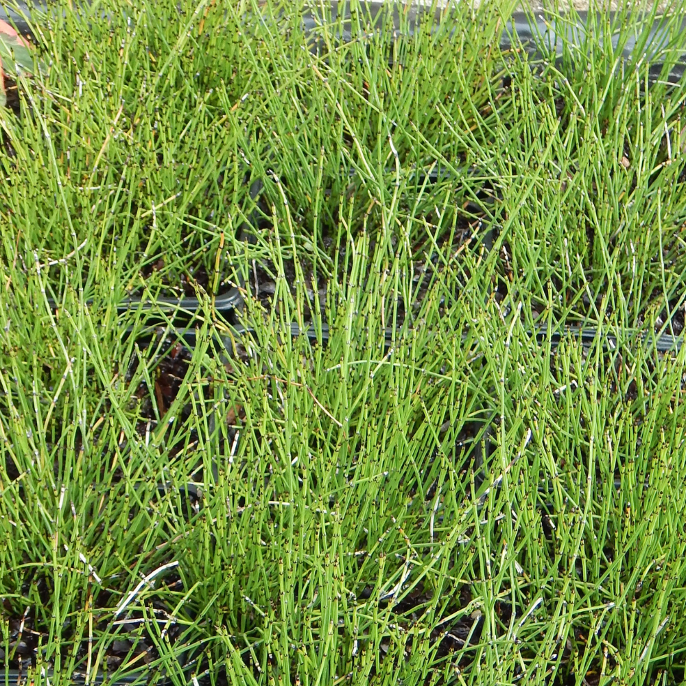 Equisetum Scirpoides - Mini prêle