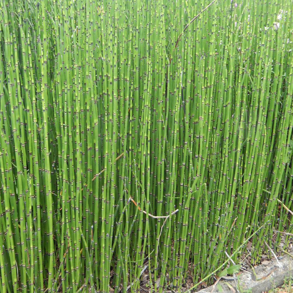 EQUISETUM japonicum -La Prêle du japon