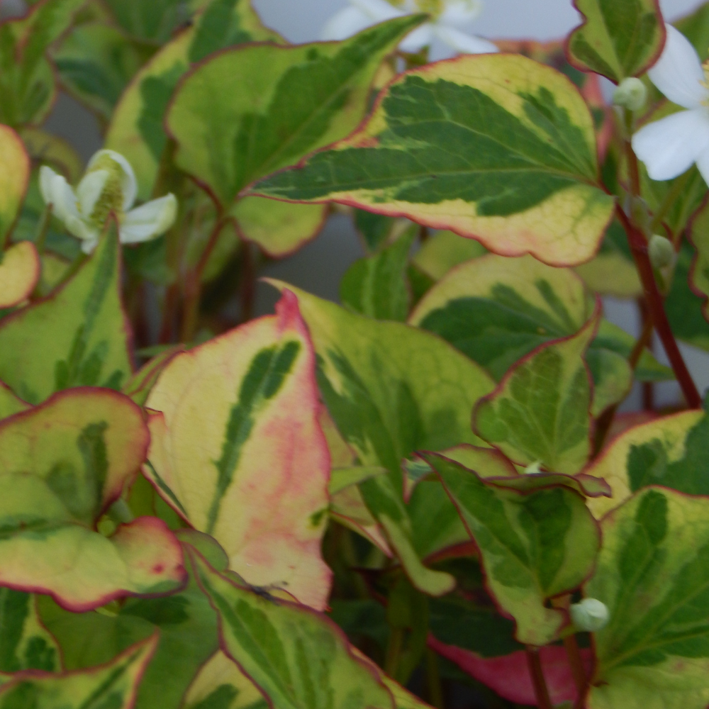 Houttuynia Cordata "Chameleon" - Caméléon