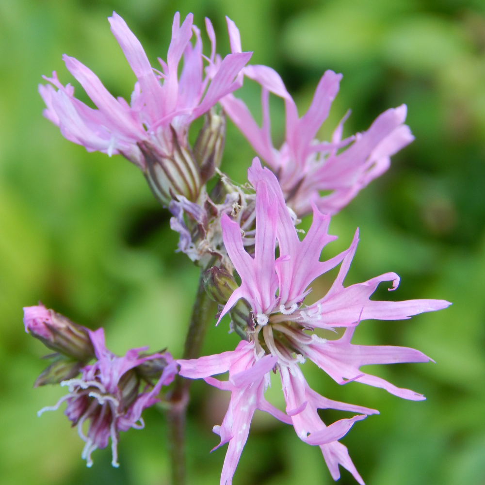 Lychnis flos-cuculi - Fleur du Coucou