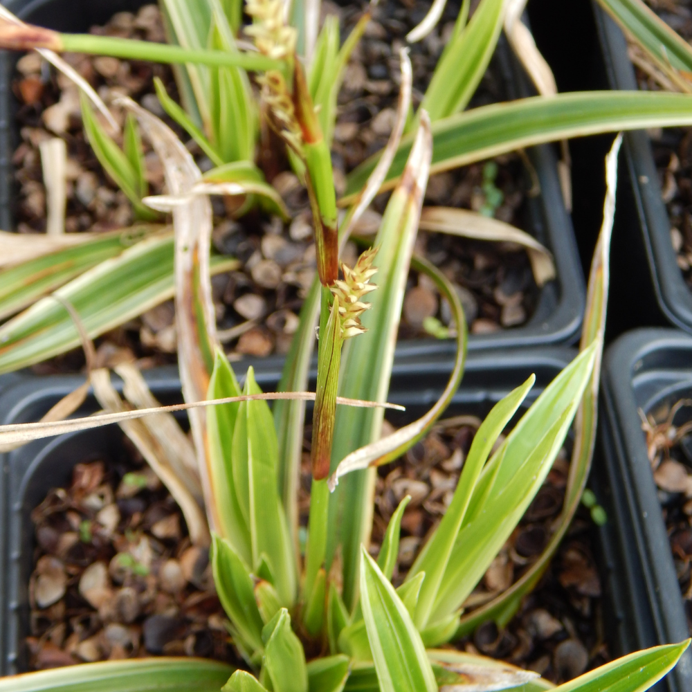 Carex Morrowii "Ice Dance"