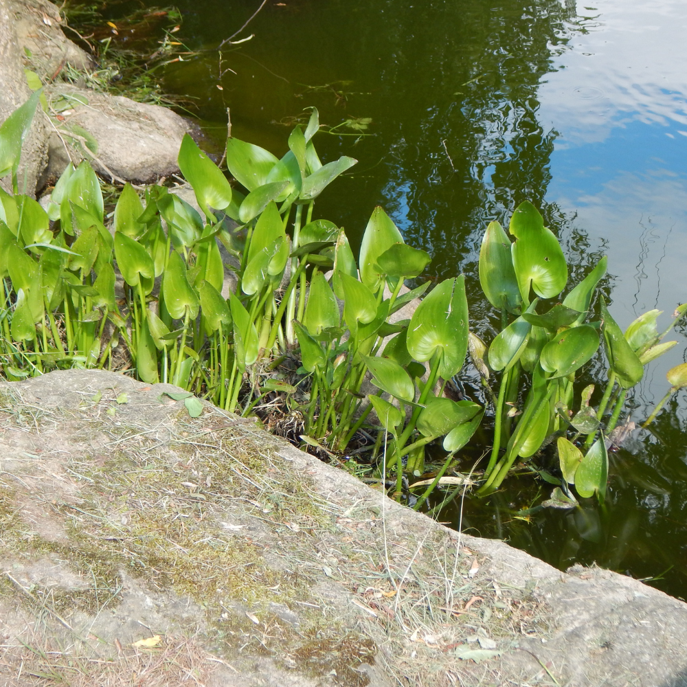 Pontederia Cordata - Pontédérie à Feuilles en Cœur