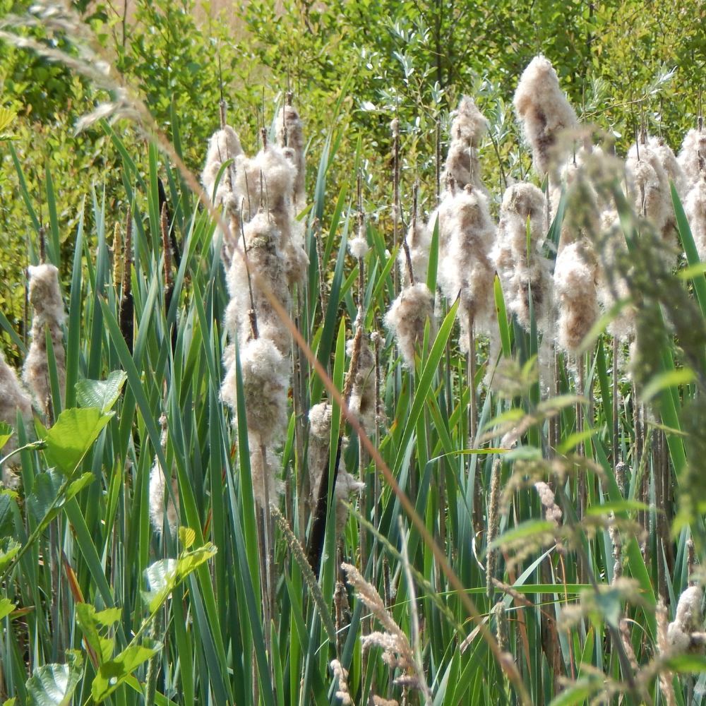 Typha Latifolia - Massette à Large Feuille