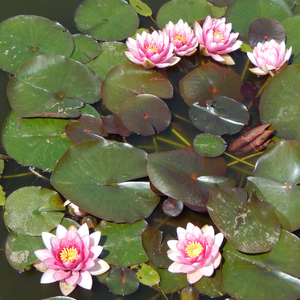 Nymphaea "Attraction" - Nénuphar