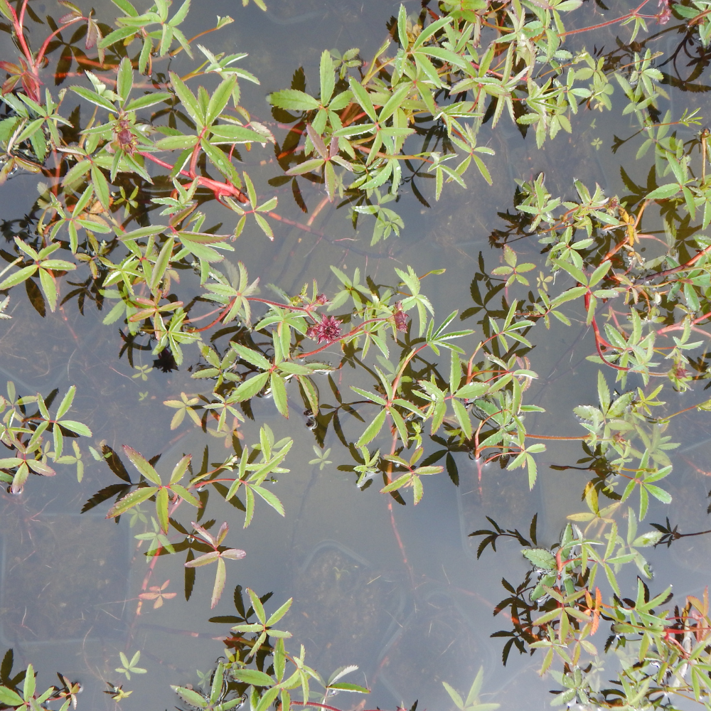 Potentilla Palustris - Potentille des Marais