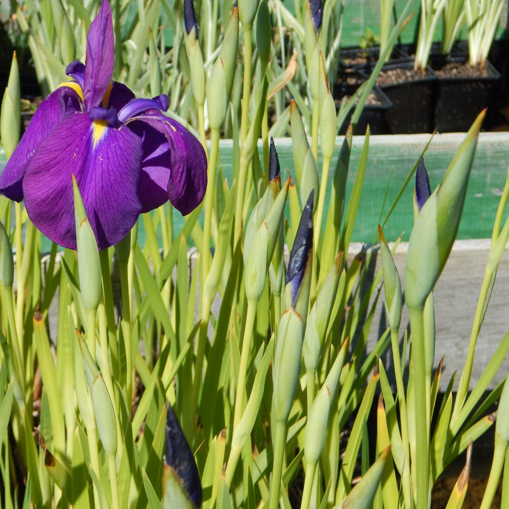 Iris Ensata - Iris du Japon