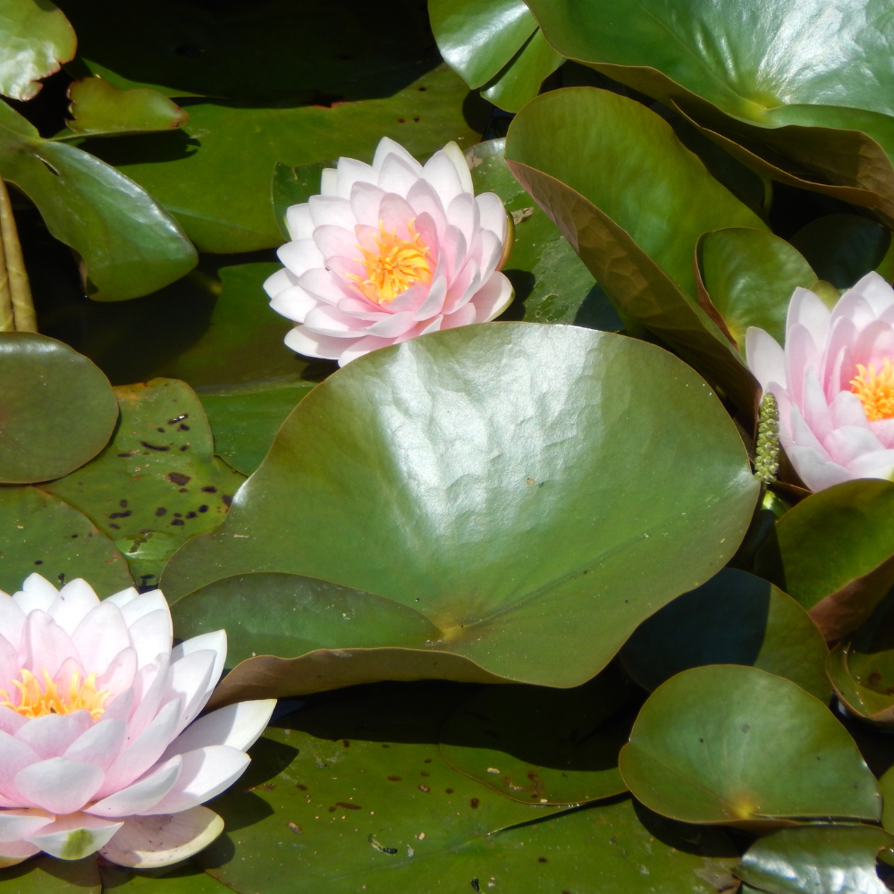 Nymphaea "Hollandia" - Nénuphar