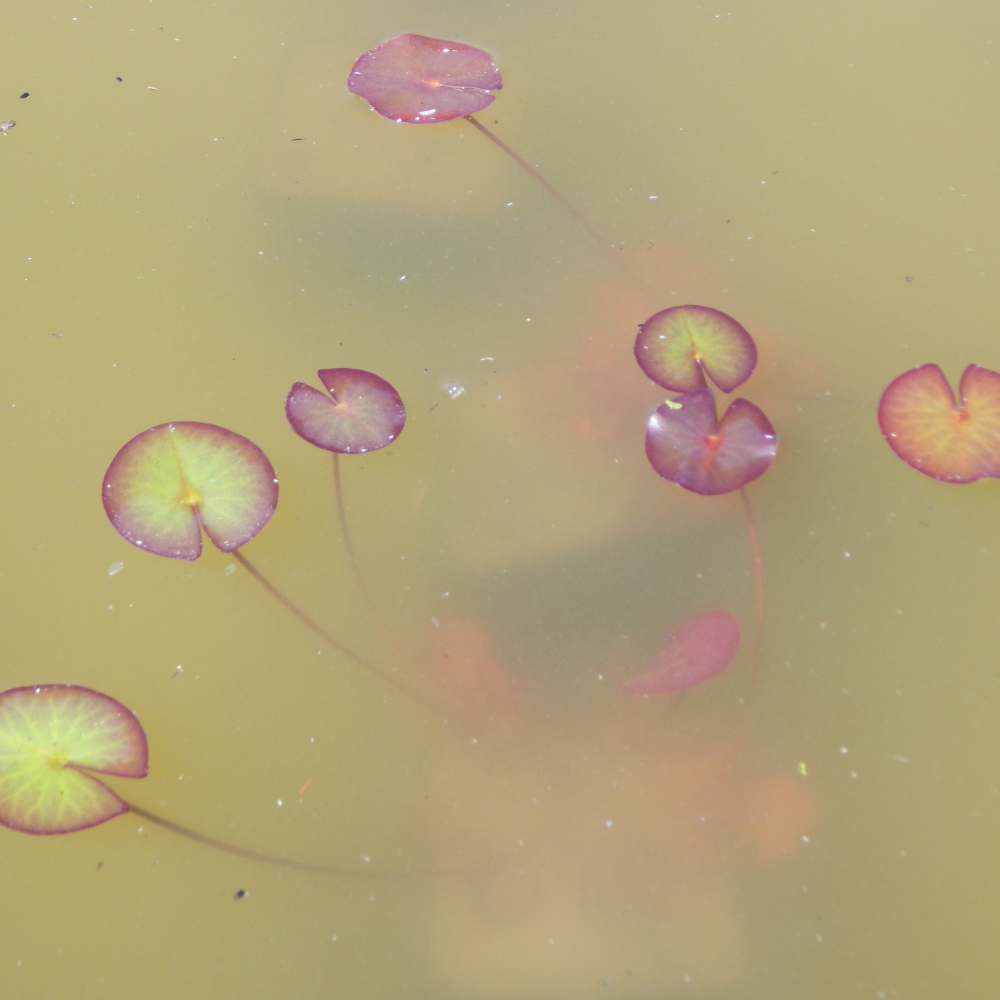 Nymphaea Marliacea "Albida" - Nénuphar Rustique