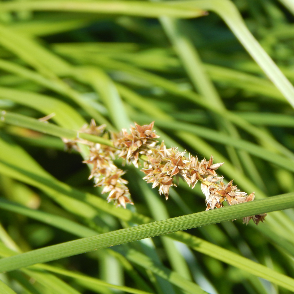 Carex Paniculata - Laîche paniculée