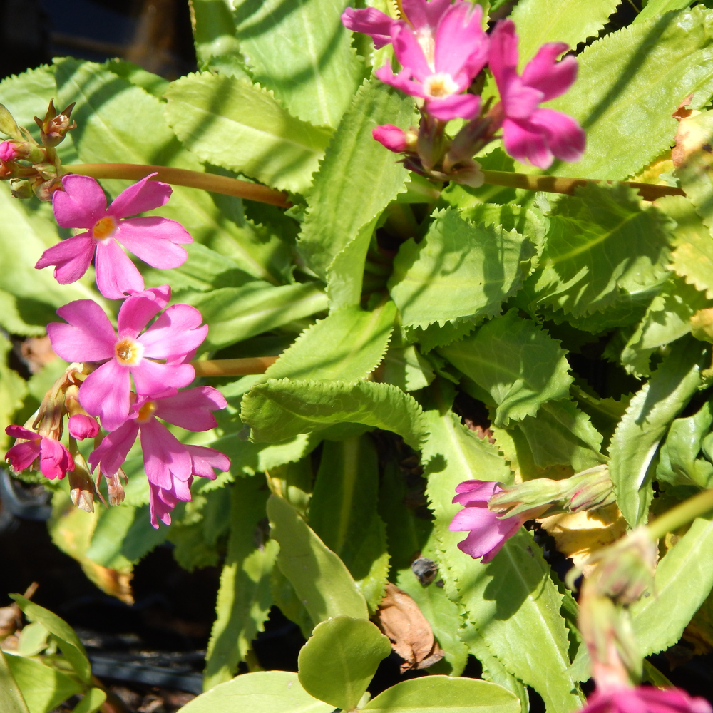 Primula Japonica - Primevère du Japon