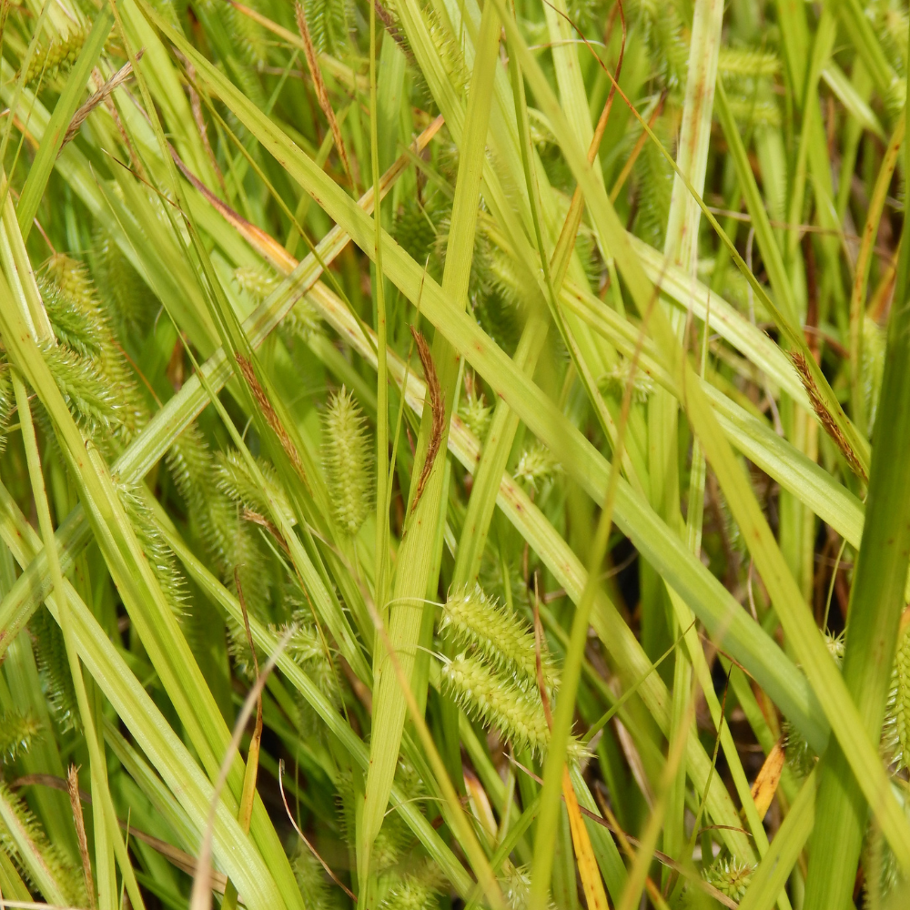CAREX pseudocyperus - Laîche faux-souchet