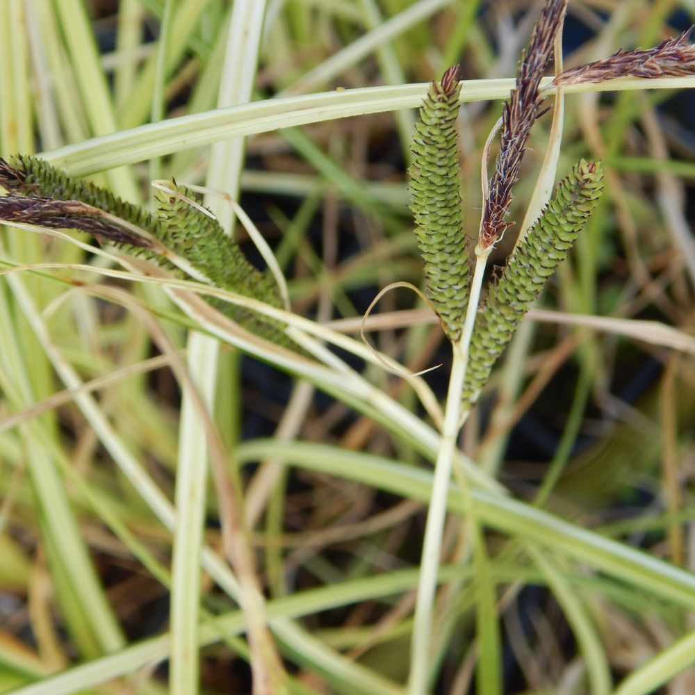 CAREX riparia "Variegata" - Laîche des rivières panachée