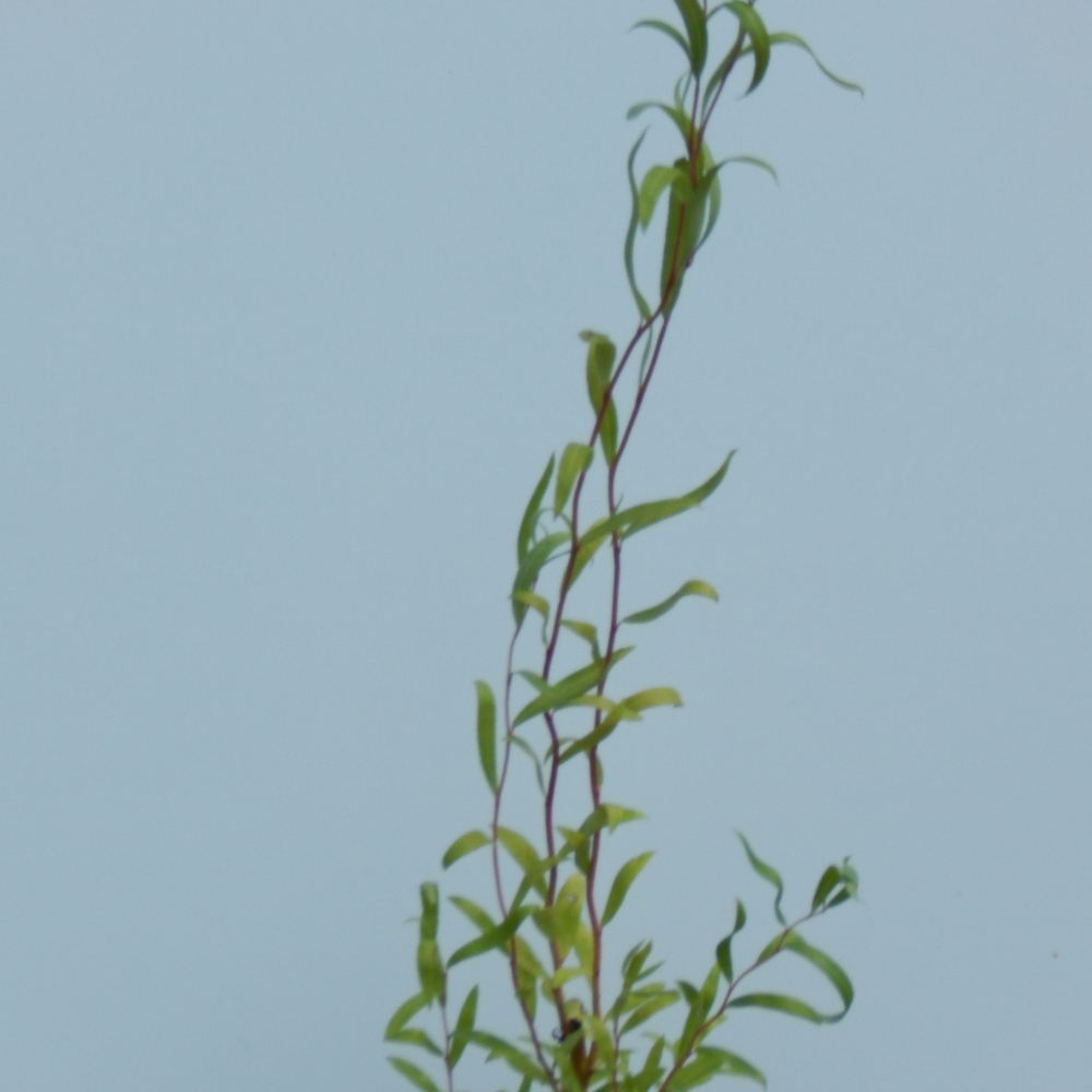 Salix Babylonica "Tortuosa" - Saule des dragons